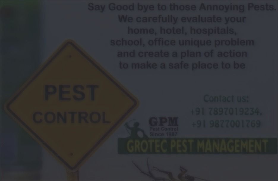 Odorless cockroach gel baiting versus spray application comparison