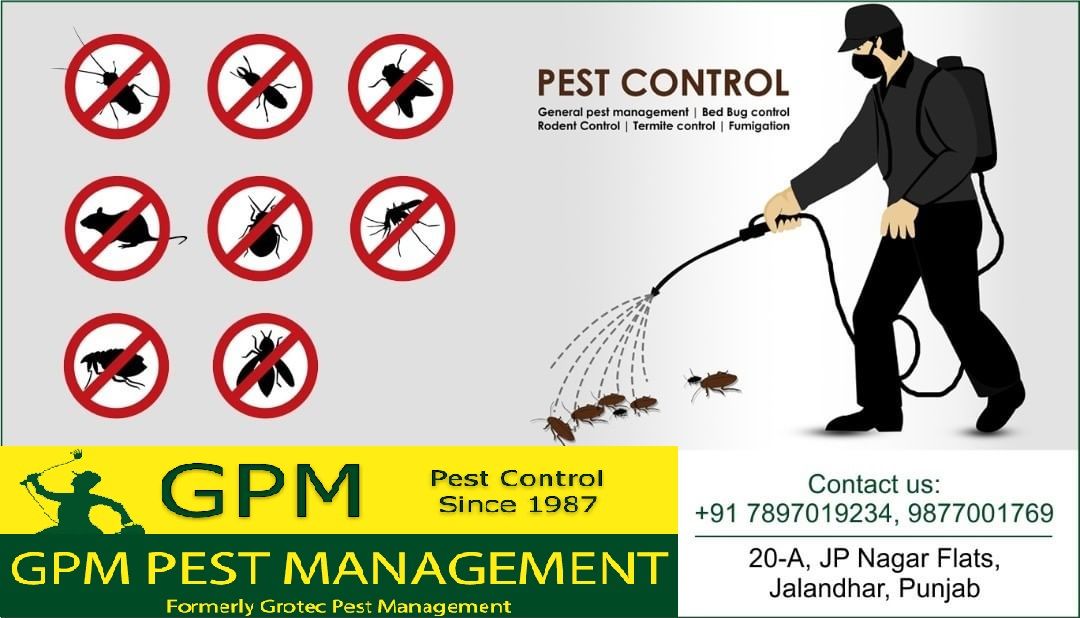 Professional pest control services doorstep in Jalandhar Punjab