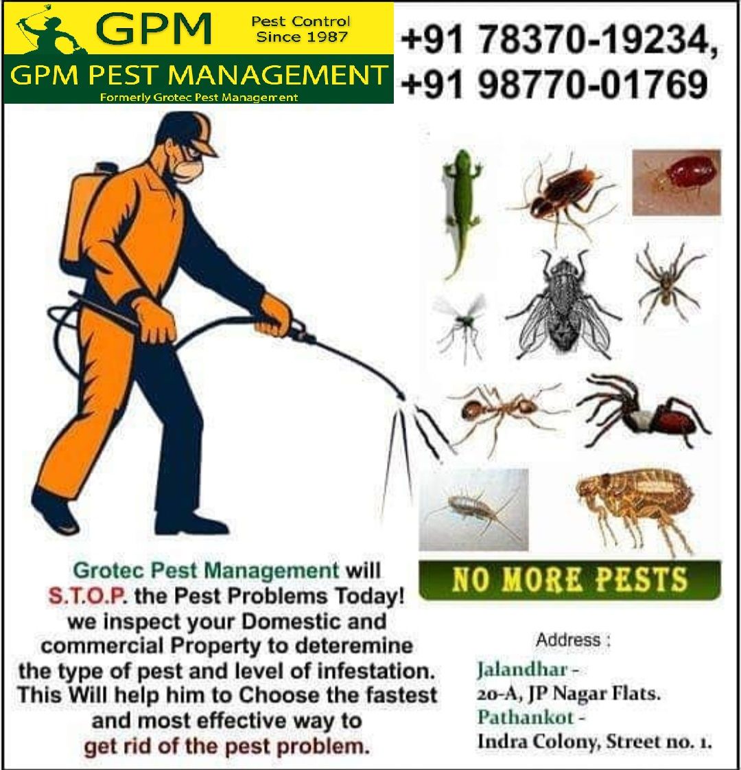 Industrial non-toxic rat glue trap capture board Punjab