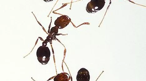 ants control